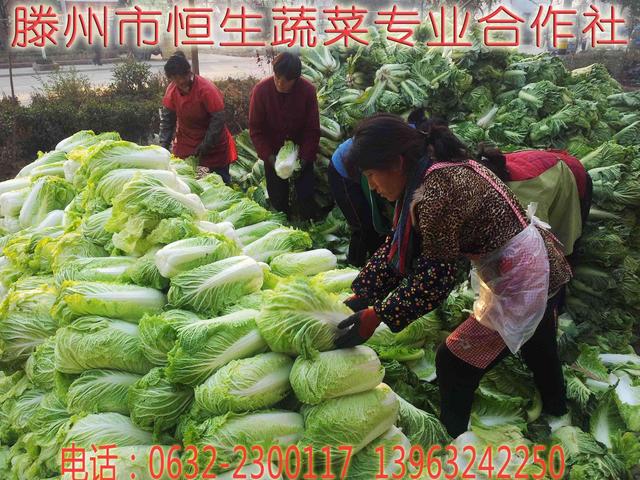 半毛菜加工成净菜大白菜-山东省滕州市恒生蔬菜专业合作社 山东省